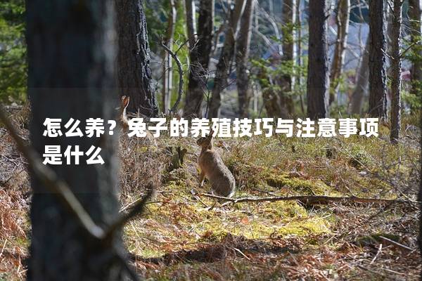 怎么养？兔子的养殖技巧与注意事项是什么