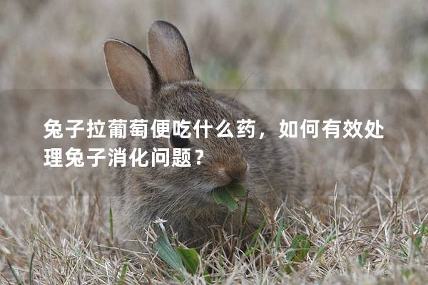 兔子拉葡萄便吃什么药，如何有效处理兔子消化问题？