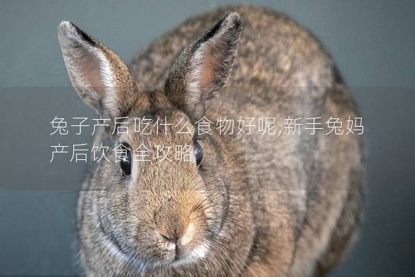 兔子产后吃什么食物好呢,新手兔妈产后饮食全攻略
