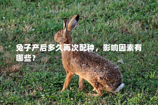 兔子产后多久再次配种，影响因素有哪些？
