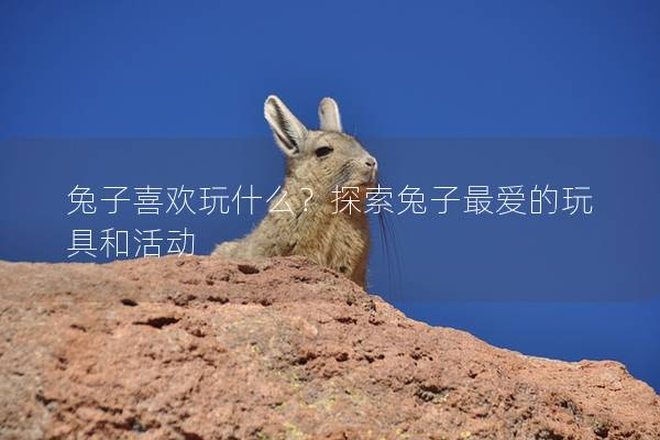 兔子喜欢玩什么？探索兔子最爱的玩具和活动