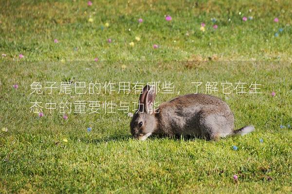 兔子尾巴的作用有哪些，了解它在生态中的重要性与功能