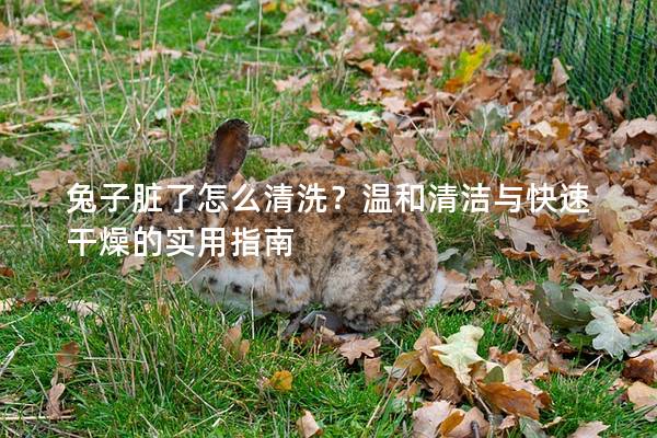 兔子脏了怎么清洗？温和清洁与快速干燥的实用指南