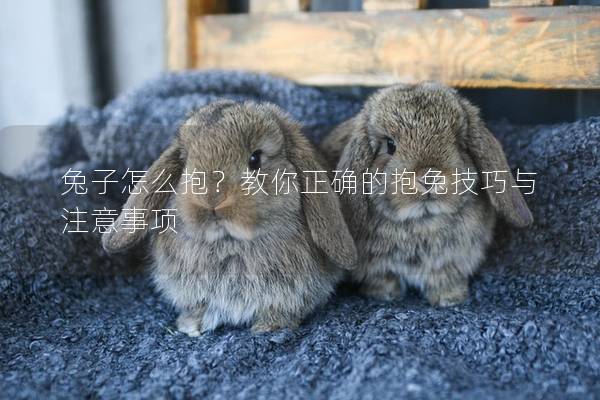 兔子怎么抱？教你正确的抱兔技巧与注意事项