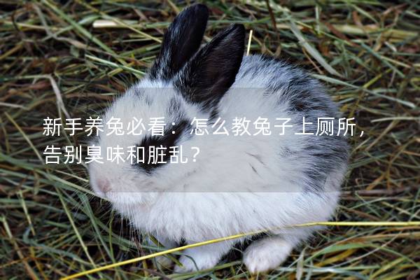 新手养兔必看：怎么教兔子上厕所，告别臭味和脏乱？