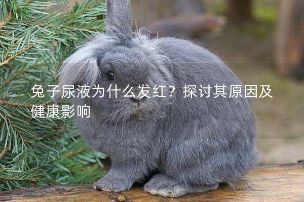 兔子尿液为什么发红？探讨其原因及健康影响