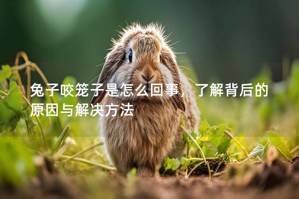 兔子咬笼子是怎么回事，了解背后的原因与解决方法