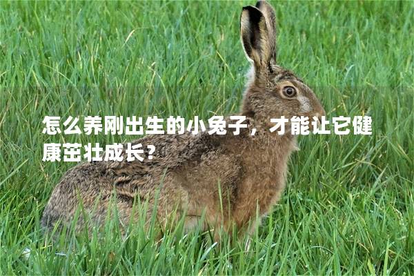 怎么养刚出生的小兔子，才能让它健康茁壮成长？