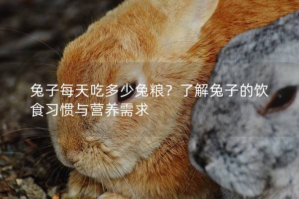兔子每天吃多少兔粮？了解兔子的饮食习惯与营养需求