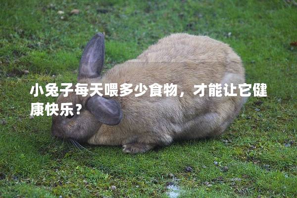 小兔子每天喂多少食物，才能让它健康快乐？