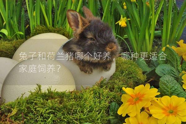 兔子和荷兰猪哪个好养，哪种更适合家庭饲养？