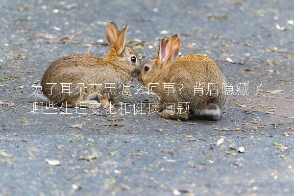 兔子耳朵变黑怎么回事？背后隐藏了哪些生理变化和健康问题