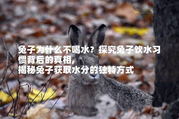 兔子为什么不喝水？探究兔子饮水习惯背后的真相, 揭秘兔子获取水分的独特方式