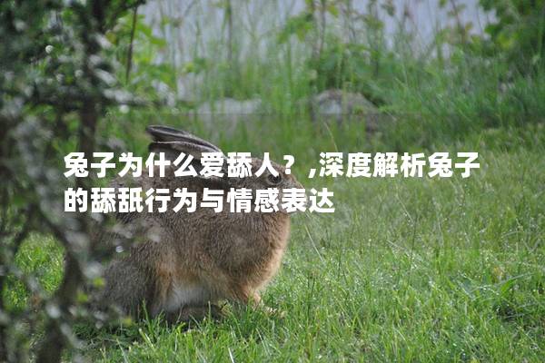 兔子为什么爱舔人？,深度解析兔子的舔舐行为与情感表达