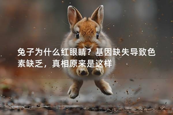 兔子为什么红眼睛？基因缺失导致色素缺乏，真相原来是这样