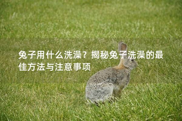 兔子用什么洗澡？揭秘兔子洗澡的最佳方法与注意事项