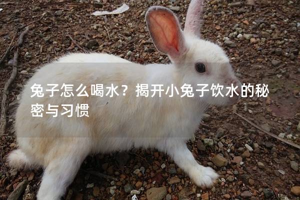 兔子怎么喝水？揭开小兔子饮水的秘密与习惯