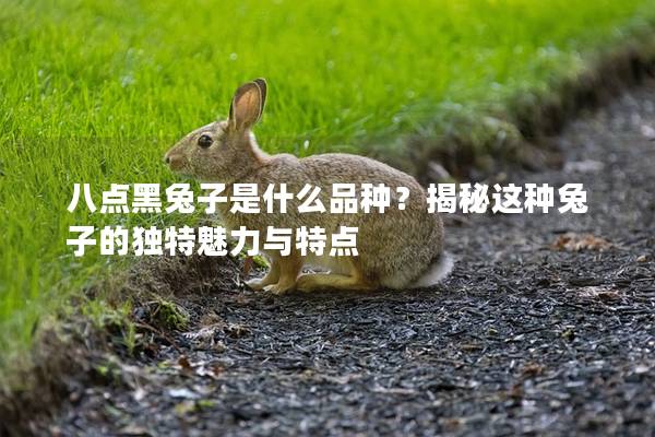 八点黑兔子是什么品种？揭秘这种兔子的独特魅力与特点