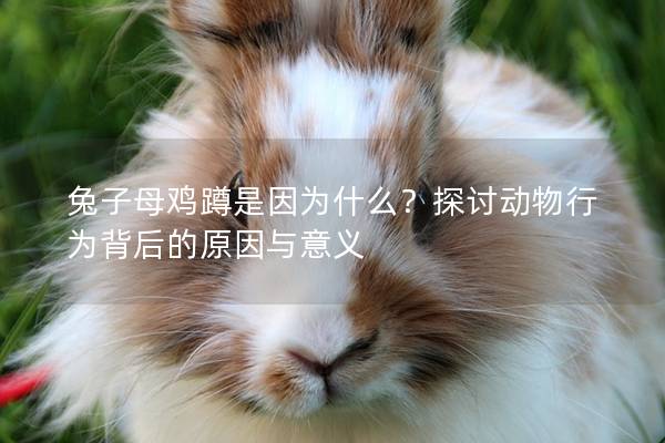 兔子母鸡蹲是因为什么？探讨动物行为背后的原因与意义