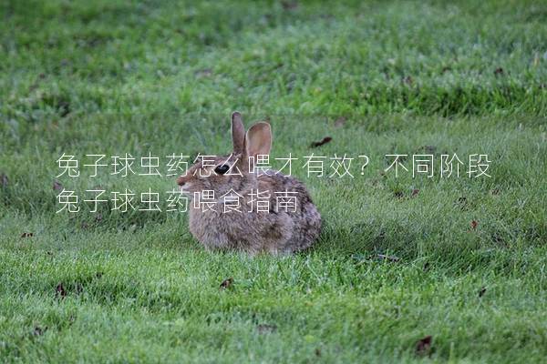 兔子球虫药怎么喂才有效？不同阶段兔子球虫药喂食指南