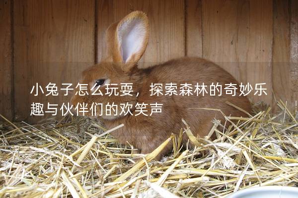 小兔子怎么玩耍，探索森林的奇妙乐趣与伙伴们的欢笑声