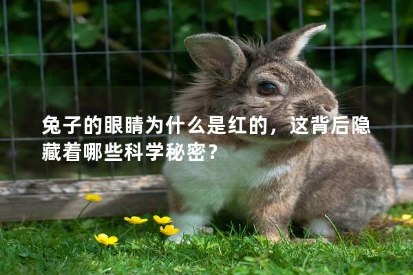 兔子的眼睛为什么是红的，这背后隐藏着哪些科学秘密？