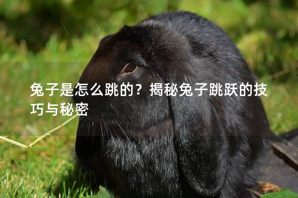 兔子是怎么跳的？揭秘兔子跳跃的技巧与秘密
