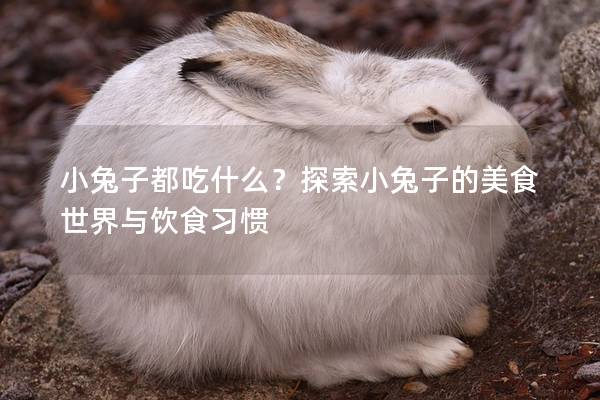 小兔子都吃什么？探索小兔子的美食世界与饮食习惯