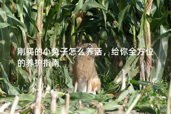 刚买的小兔子怎么养活，给你全方位的养护指南