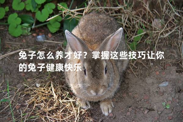 兔子怎么养才好？掌握这些技巧让你的兔子健康快乐