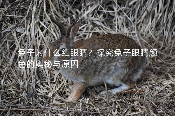兔子为什么红眼睛？探究兔子眼睛颜色的奥秘与原因