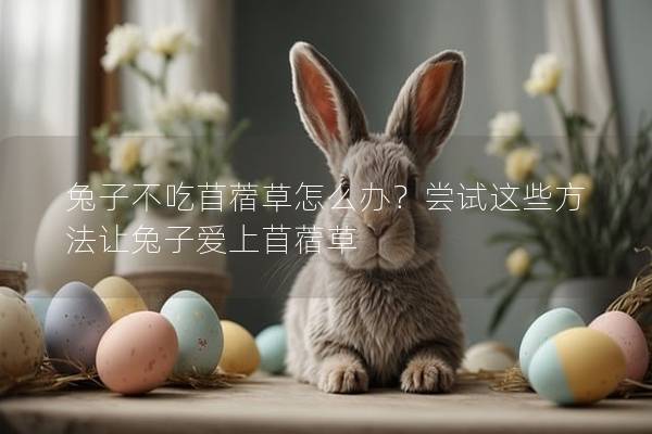 兔子不吃苜蓿草怎么办？尝试这些方法让兔子爱上苜蓿草