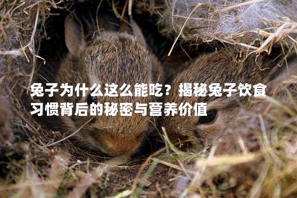 兔子为什么这么能吃？揭秘兔子饮食习惯背后的秘密与营养价值