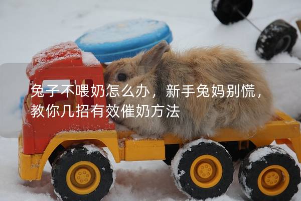 兔子不喂奶怎么办，新手兔妈别慌，教你几招有效催奶方法