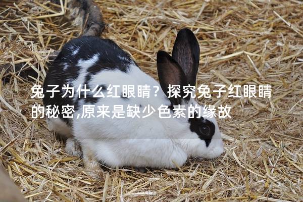 兔子为什么红眼睛？探究兔子红眼睛的秘密,原来是缺少色素的缘故