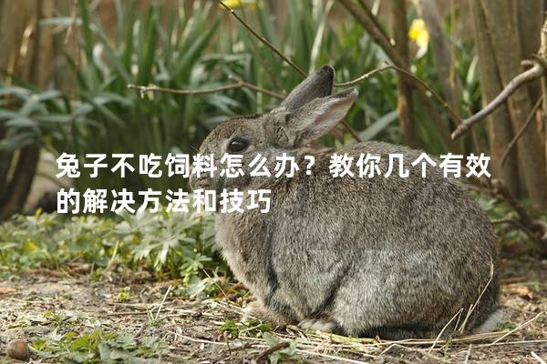 兔子不吃饲料怎么办？教你几个有效的解决方法和技巧