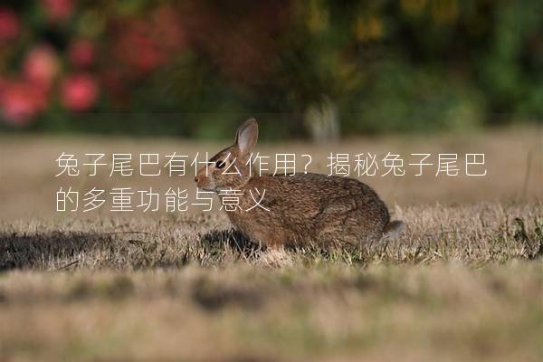 兔子尾巴有什么作用？揭秘兔子尾巴的多重功能与意义