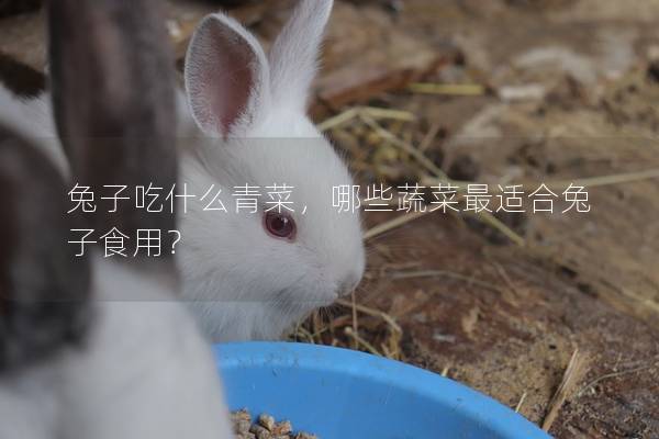 兔子吃什么青菜，哪些蔬菜最适合兔子食用？