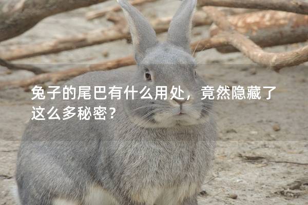 兔子的尾巴有什么用处，竟然隐藏了这么多秘密？