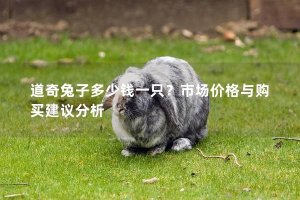 道奇兔子多少钱一只？市场价格与购买建议分析