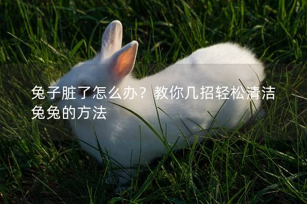 兔子脏了怎么办？教你几招轻松清洁兔兔的方法