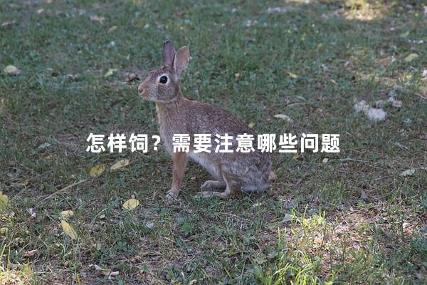 怎样饲？需要注意哪些问题