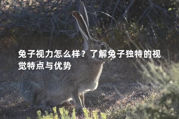 兔子视力怎么样？了解兔子独特的视觉特点与优势