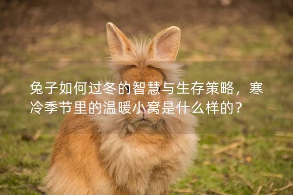 兔子如何过冬的智慧与生存策略，寒冷季节里的温暖小窝是什么样的？