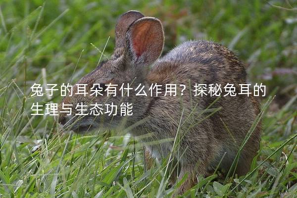 兔子的耳朵有什么作用？探秘兔耳的生理与生态功能