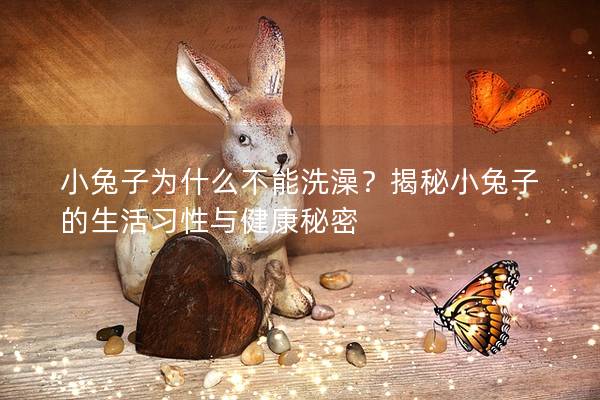 小兔子为什么不能洗澡？揭秘小兔子的生活习性与健康秘密