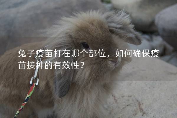 兔子疫苗打在哪个部位，如何确保疫苗接种的有效性？