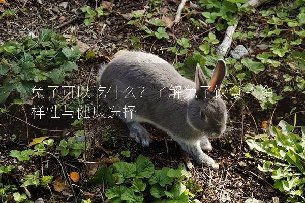 兔子可以吃什么？了解兔子饮食的多样性与健康选择