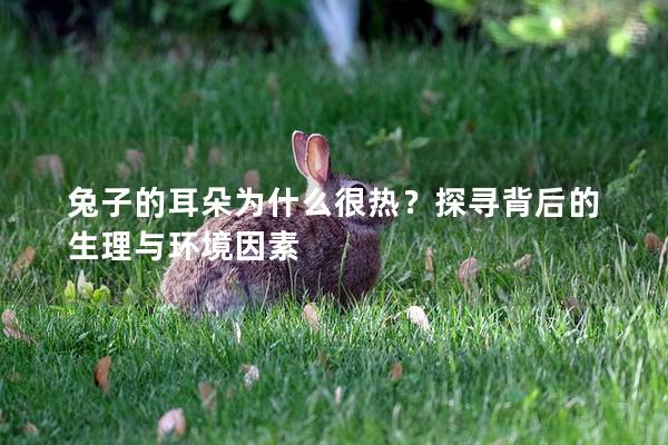 兔子的耳朵为什么很热？探寻背后的生理与环境因素