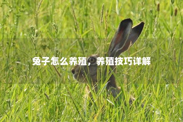 兔子怎么养殖，养殖技巧详解
